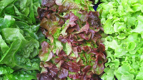 Lettuce