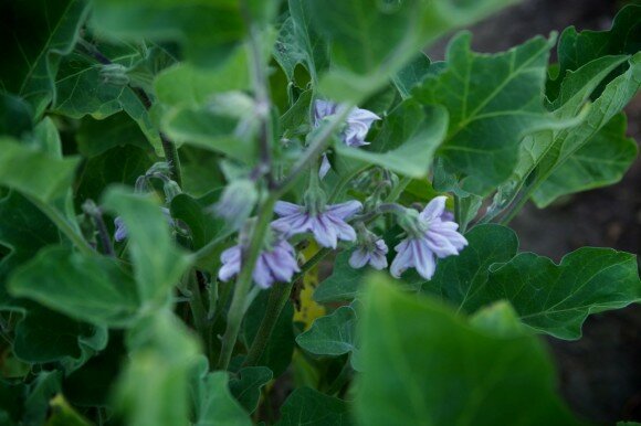 The Eggplant's Foreshadowing Flowers